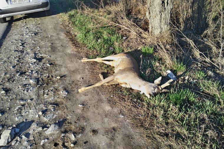 Sok a vadbaleset Udvarhelyszéken