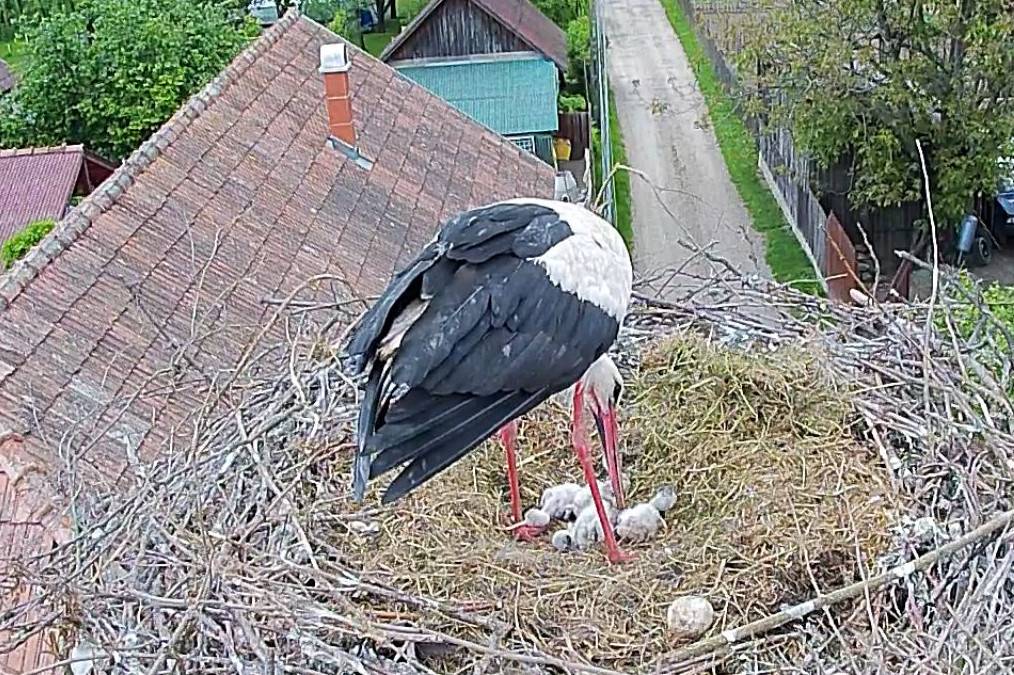 •  Fotó: Milvus/Webcam