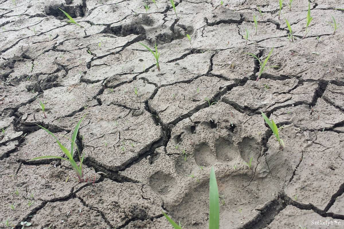 &bullet;  Fotó: Székelyhon