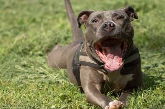 Harci kutya ölt meg egy férfit Galac megyében