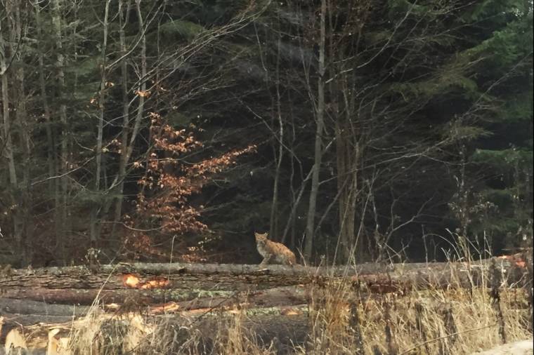 Hiúzt láttak a Hargitán – igazán szerencsésnek érzik magukat