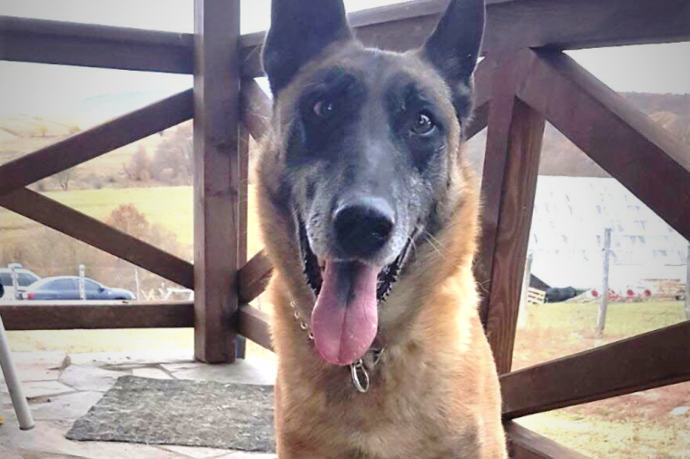 Fél kiló kábítószert talált Jef, a drogkereső kutya