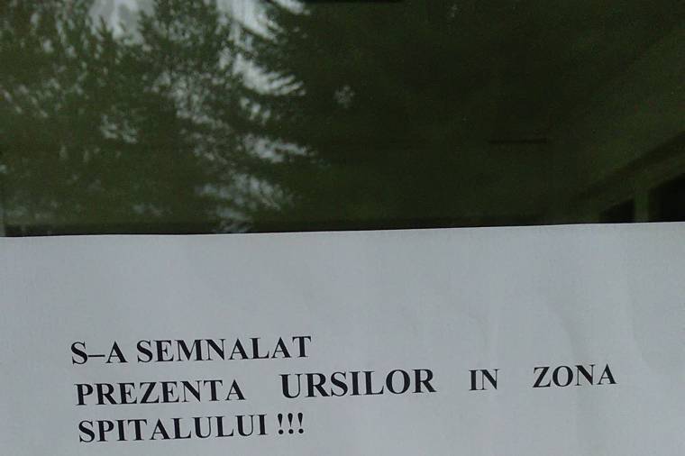Inkább lemondanak a sétáról, és átadják a terepet a medvéknek