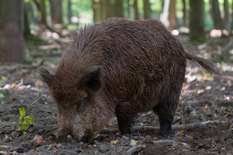 Hasznos tanácsok természetjáróknak: mit tegyünk, ha vadon élő állatokkal találkozunk túrázáskor?