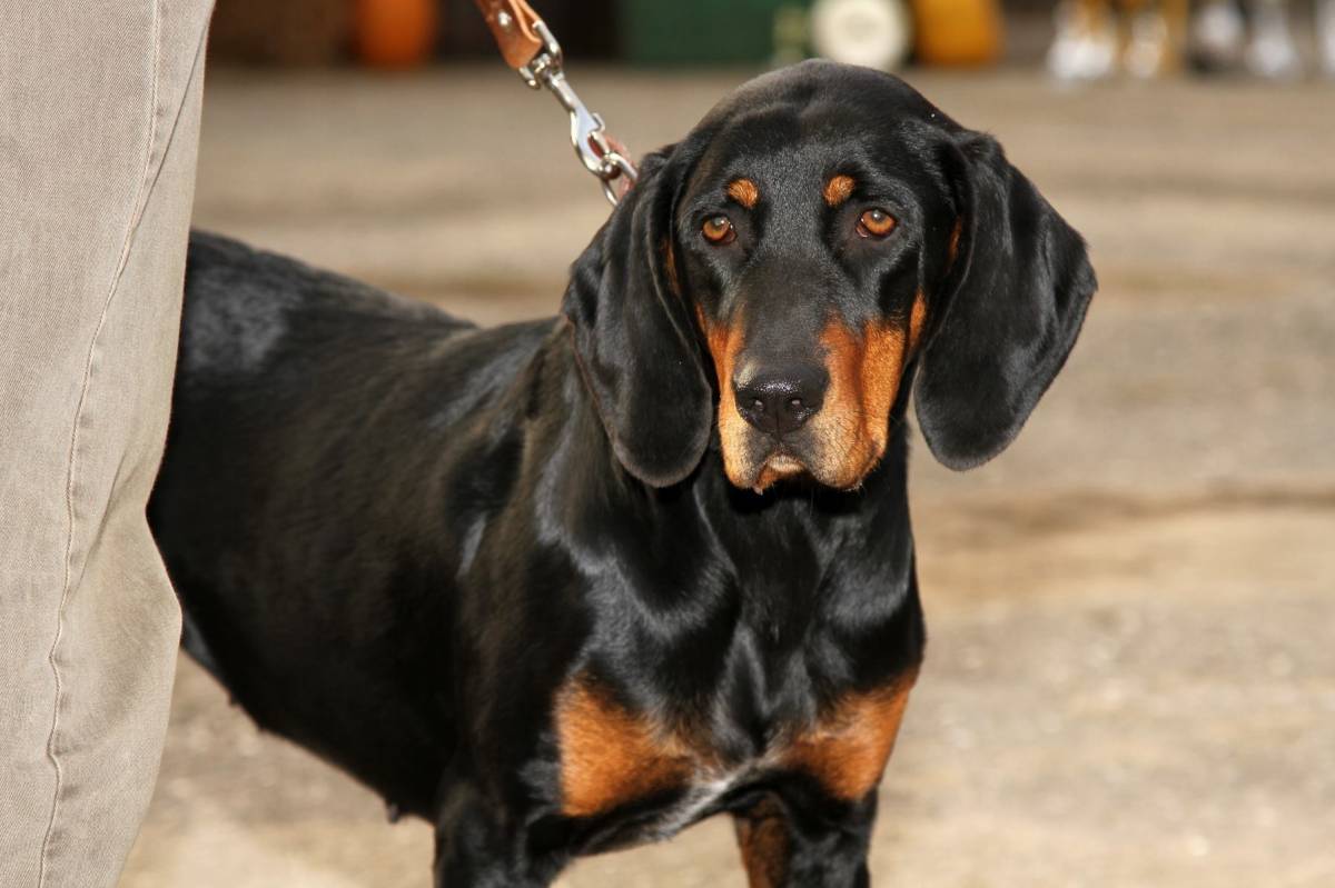 •  Fotó: Facebook/Siculus Erdélyi Kopó Kennel