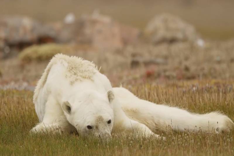 •  Fotó: Paul Nicklen/National Geographic
