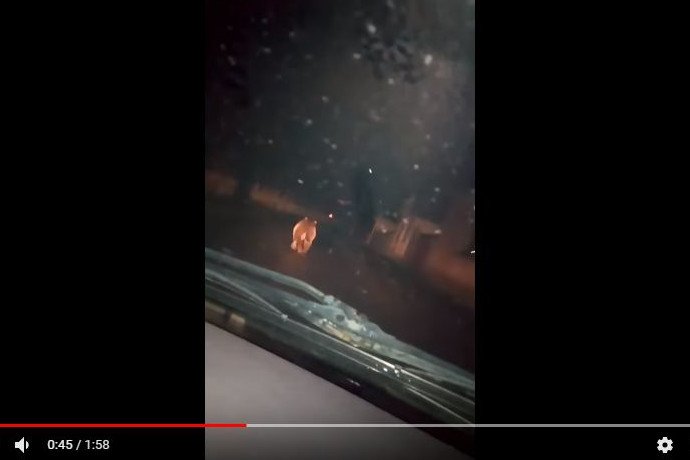 A falu főutcáján rohant a medve – videó