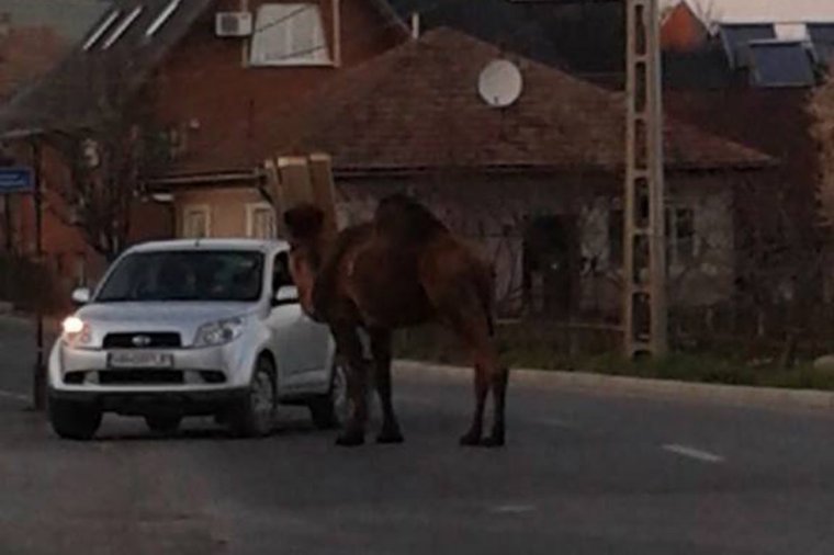 Semmi különös, csak egy teve mászkál Székelyudvarhely egyik utcáján