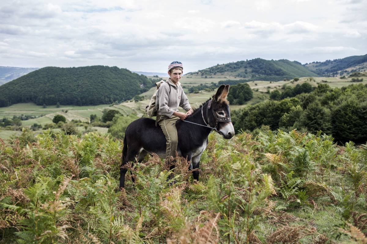 Ottó pásztorfiú az udvarhelyszéki Alsósófalván •  Fotó: Végh László • Forrás: 36.sajto-foto.hu