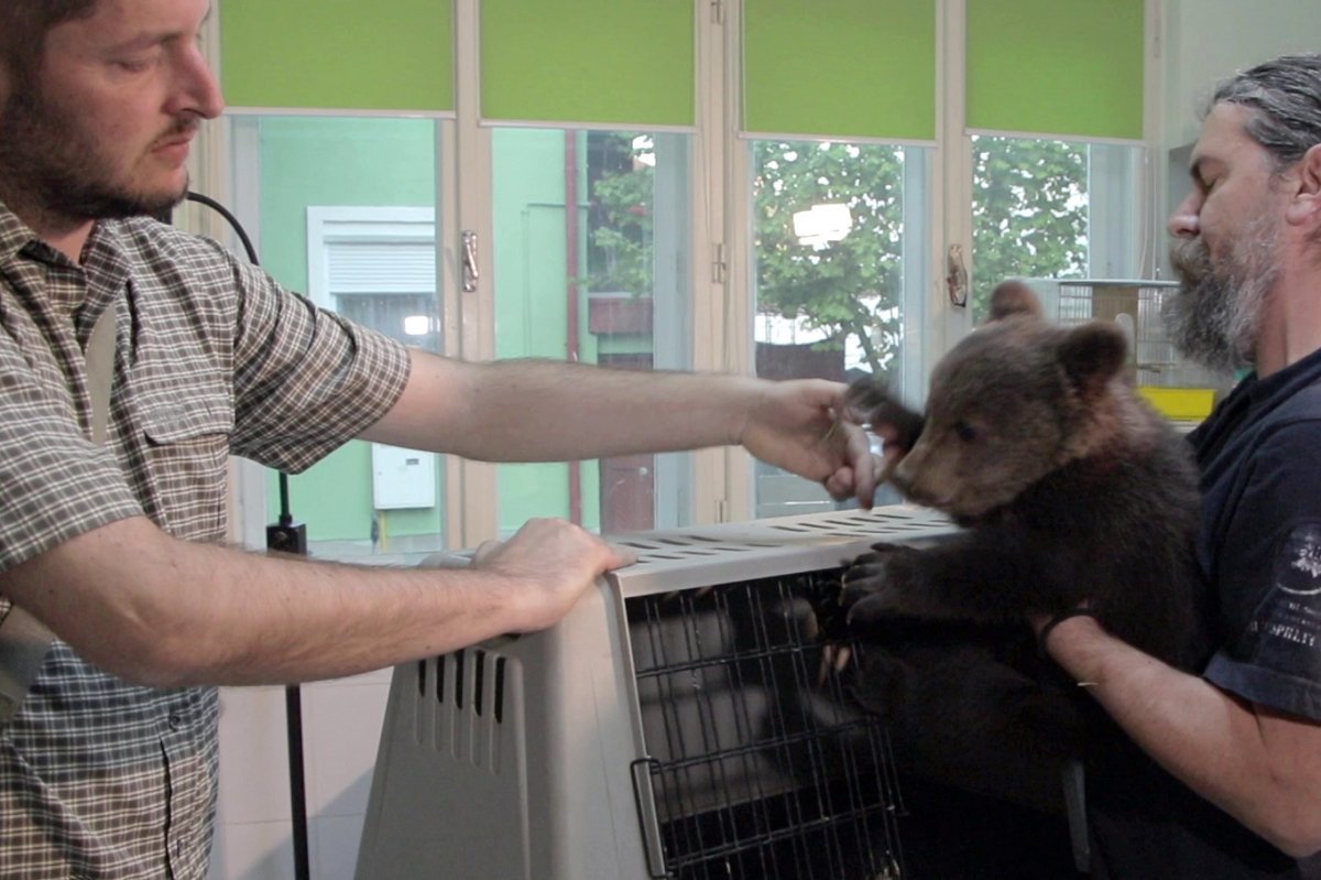 • Fotó: Milvus/Vets4Wild