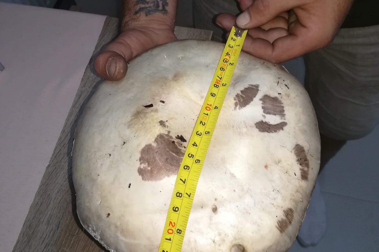 Még egy csiperkeóriás – egyik hozza a másikat?