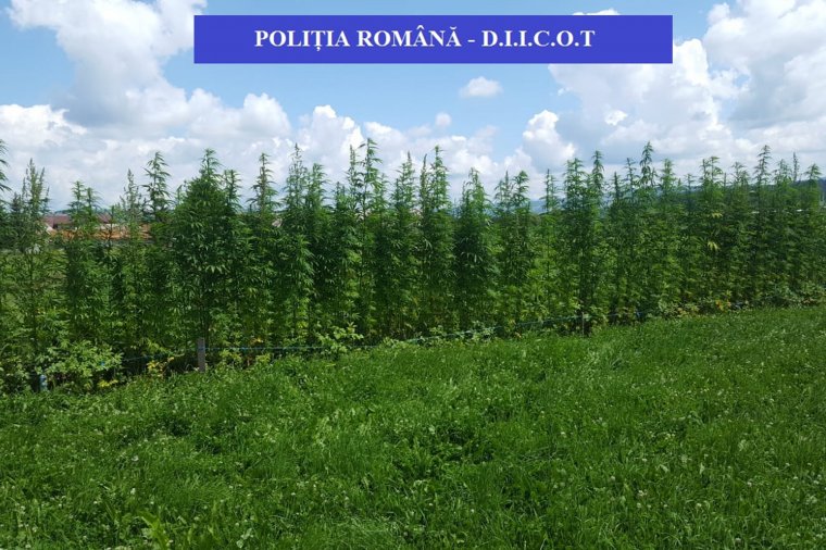 Közel ezer tő kannabiszt termesztettek egy Kovászna megyei kertben