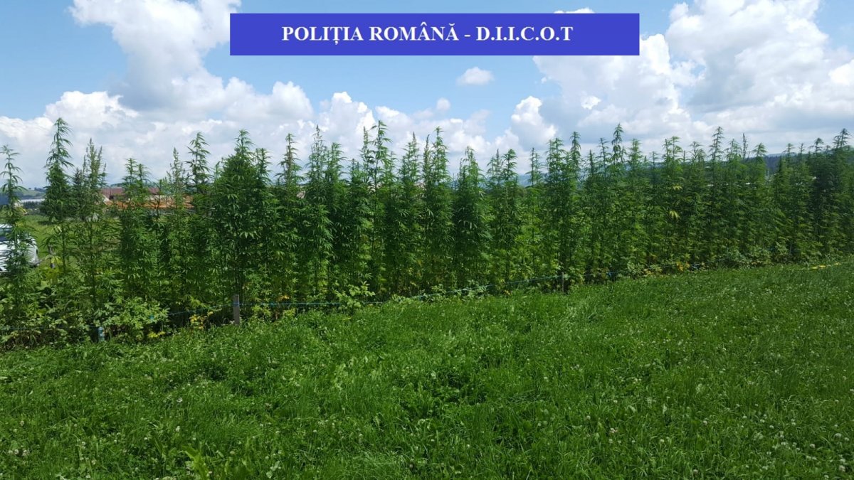 •  Fotó: Kovászna megyei rendőrség