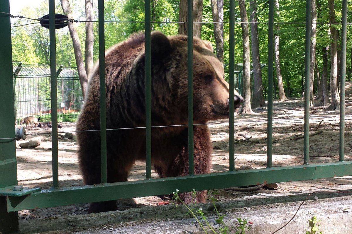 Állatkerti medve. Nem barátságosabb, mint a vadon élő társa. Képünk illusztráció &bullet;  Fotó: Székelyhon