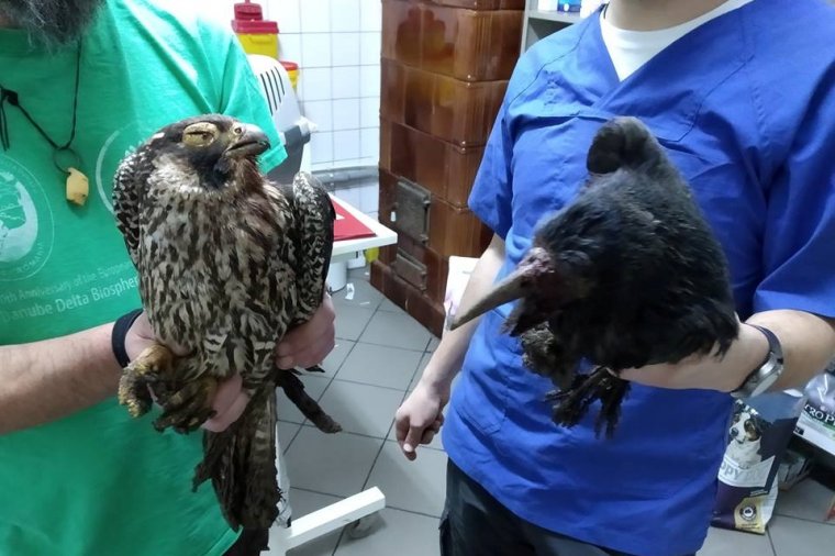 Alaposan ellátta egymás baját egy vándorsólyom és egy vetési varjú Marosvásárhelyen