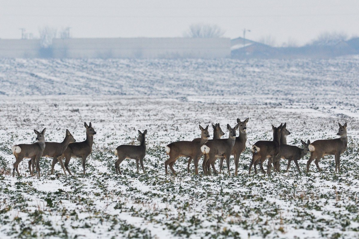 A földművelők szerint a túlszaporodott vadállomány megdézsmálja és letapossa a vetést • Fotó: Czeglédi Zsolt/MTI