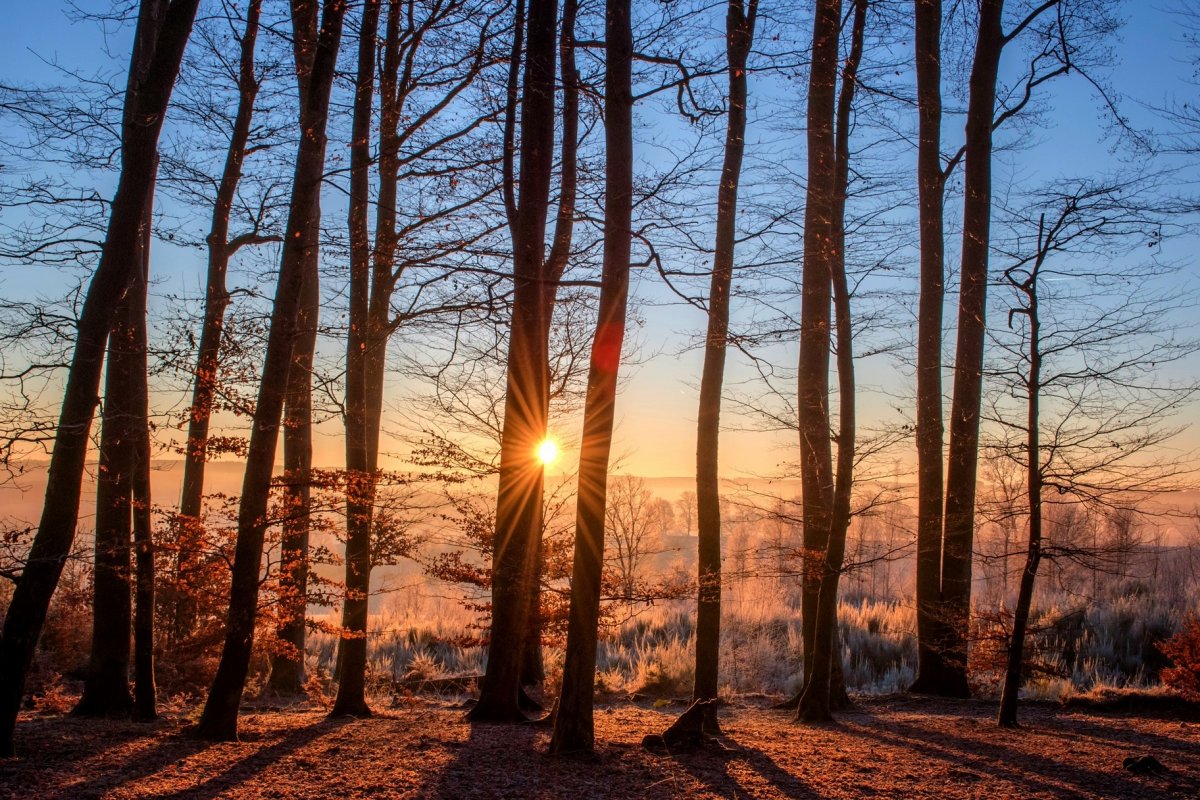 •  Fotó: Pixabay