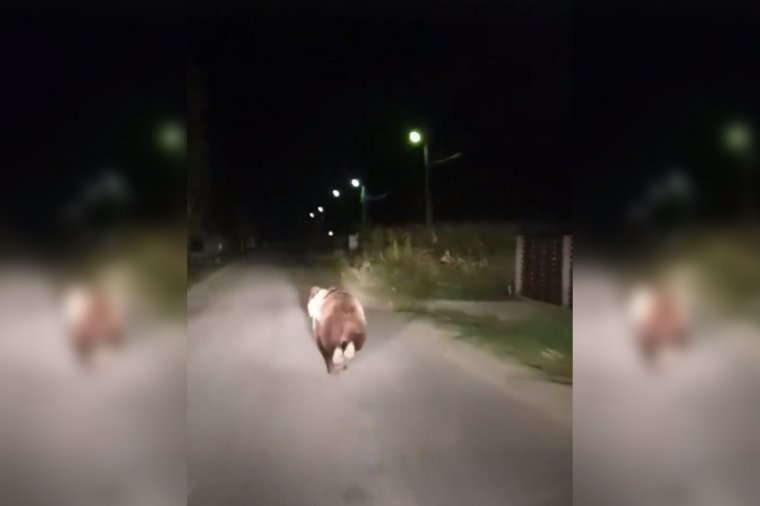 Medvét videóztak Székelykeresztúr utcáin