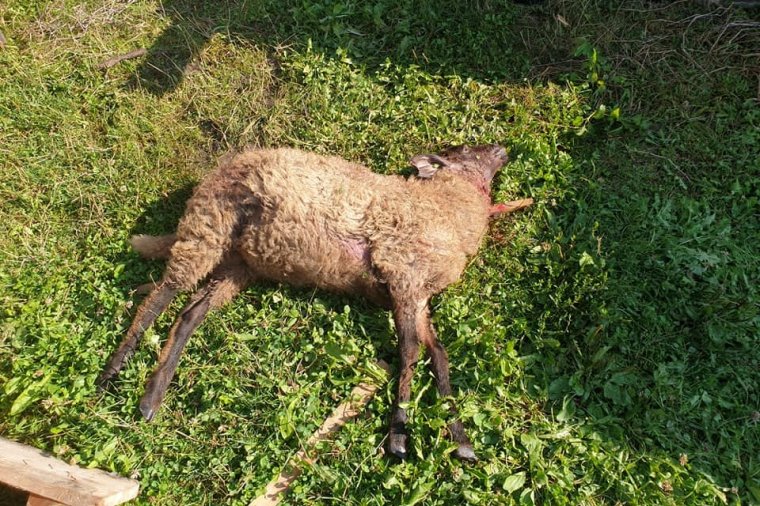 Három csíkcsomortáni portán öt báránnyal végzett a visszajáró medve