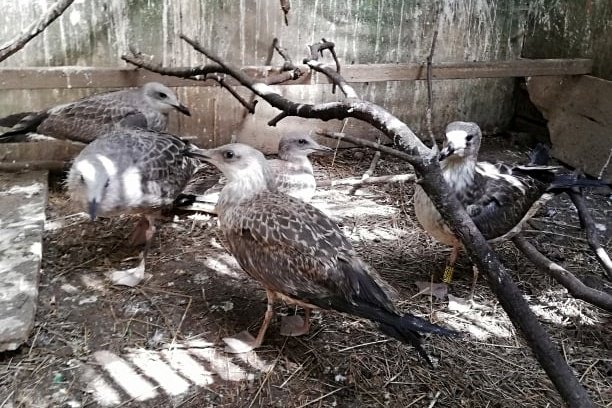 Fészekből kiesett sirályfiókákat mentettek meg a madárvédők – videó