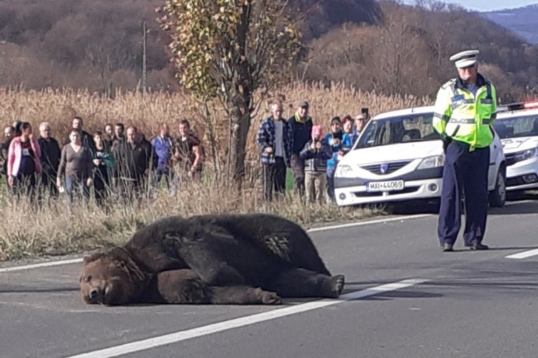 Jóváhagyták a kilövést, elvitték a medvét – frissítve