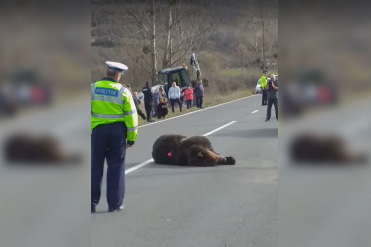 Menesztették a Hargita megyei prefektust az út szélén haldokló medve miatt