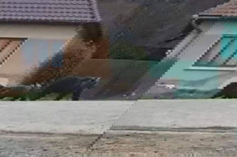 Az utcán járnak a medvék Erdőszentgyörgyön