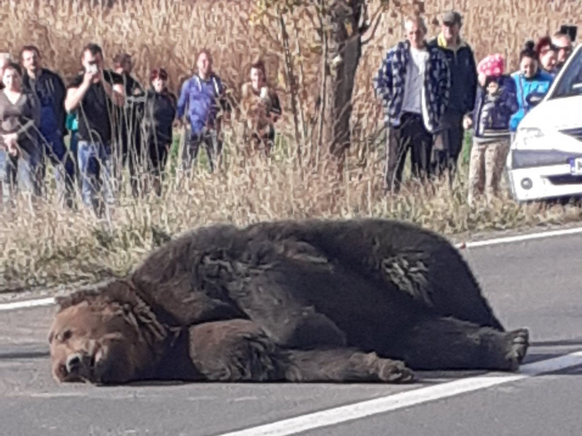 A 112-es segélyhívószámon történő segélykérés esetén nem hagyhatták volna hosszú órákon át szenvedni a Szováta és Parajd között elgázolt medvét? •  Fotó: Nagy-Küküllő Vadász- és Sporthorgász-egyesület