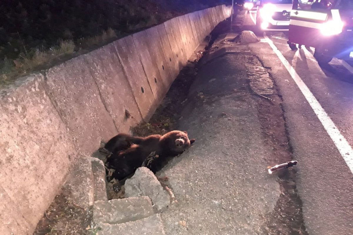 A medve nem pusztult el az ütközés következtében •  Fotó: Info Trafic Mureș/Facebook
