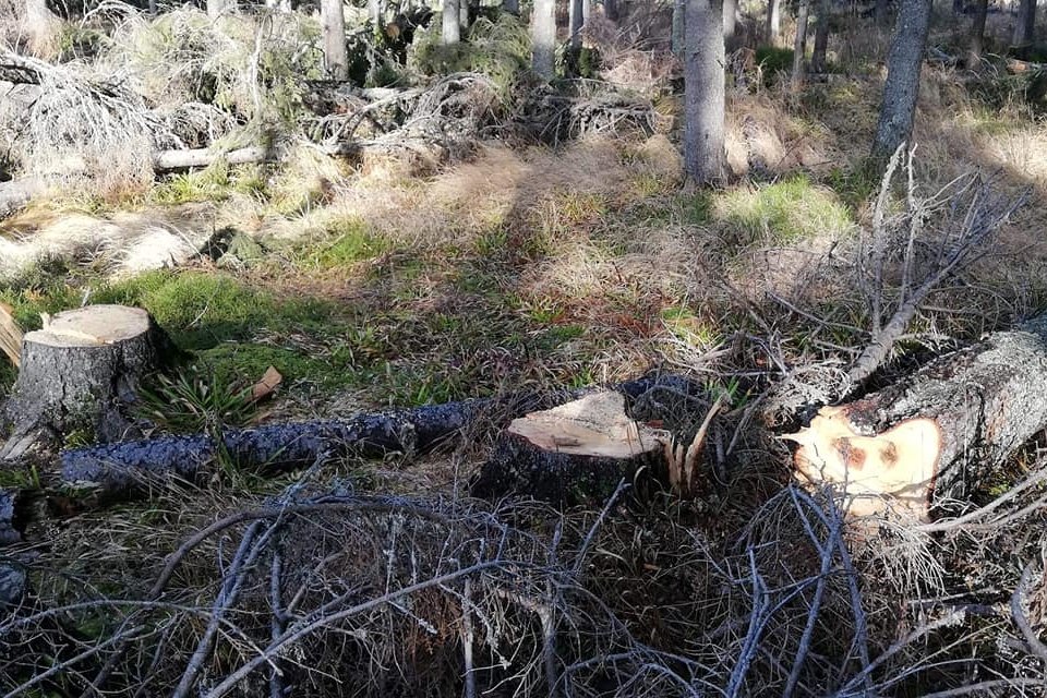 A falopás ma nem szociális kérdés, jól megélnek belőle, akik űzik •  Fotó: Szentegyházi Közbirtokossági Egyesület