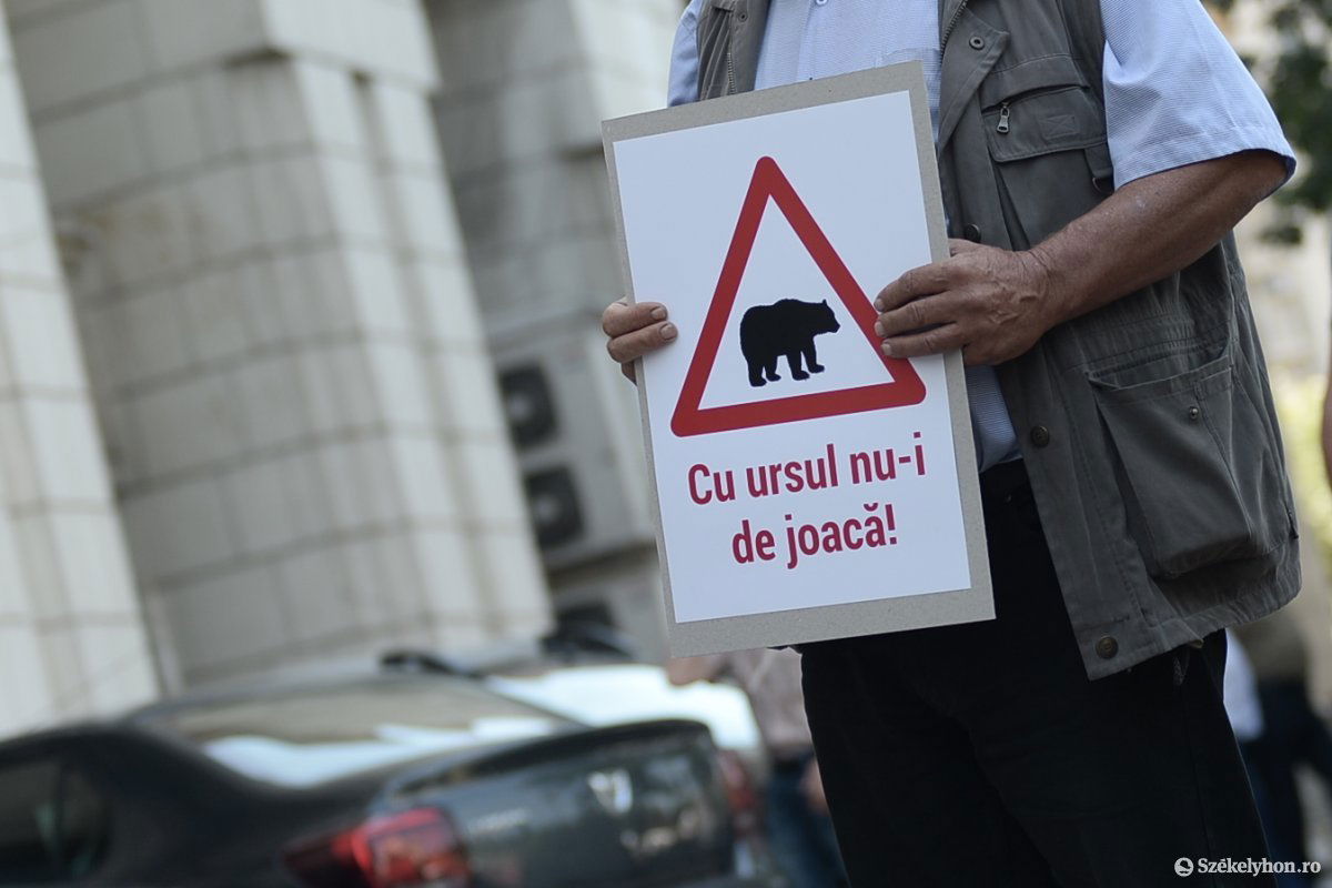 Előrelépés következhet medveügyben? Képünk illusztráció •  Fotó: Barabás Ákos