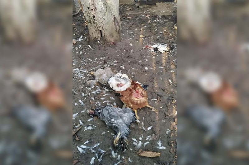 Tyúkokat pusztított el egy marosvásárhelyi udvarban a medve •  Fotó: Facebook/Esti din Targu Mures daca...