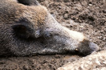 Elkapta a sertéspestist, aztán a golyó kapta el