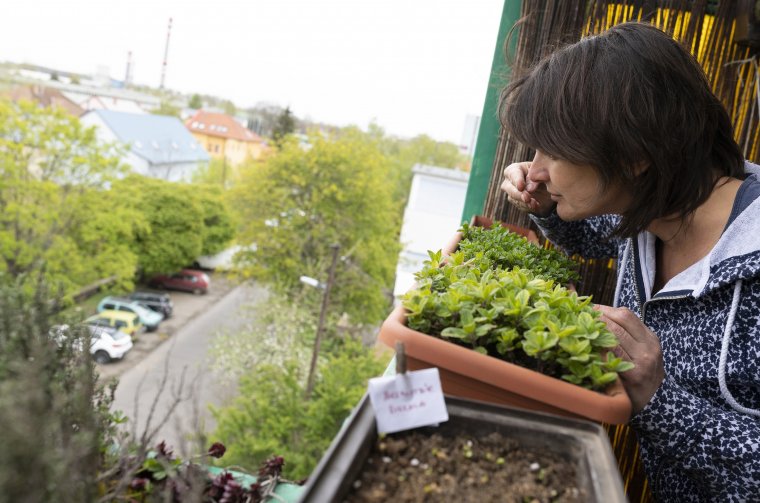 Közelebb a természethez a lakónegyedekben: fűszerkert, színes virágládák, szobanövények az erkélyen