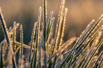 Faggyal hangol pünkösdre Csíkszereda