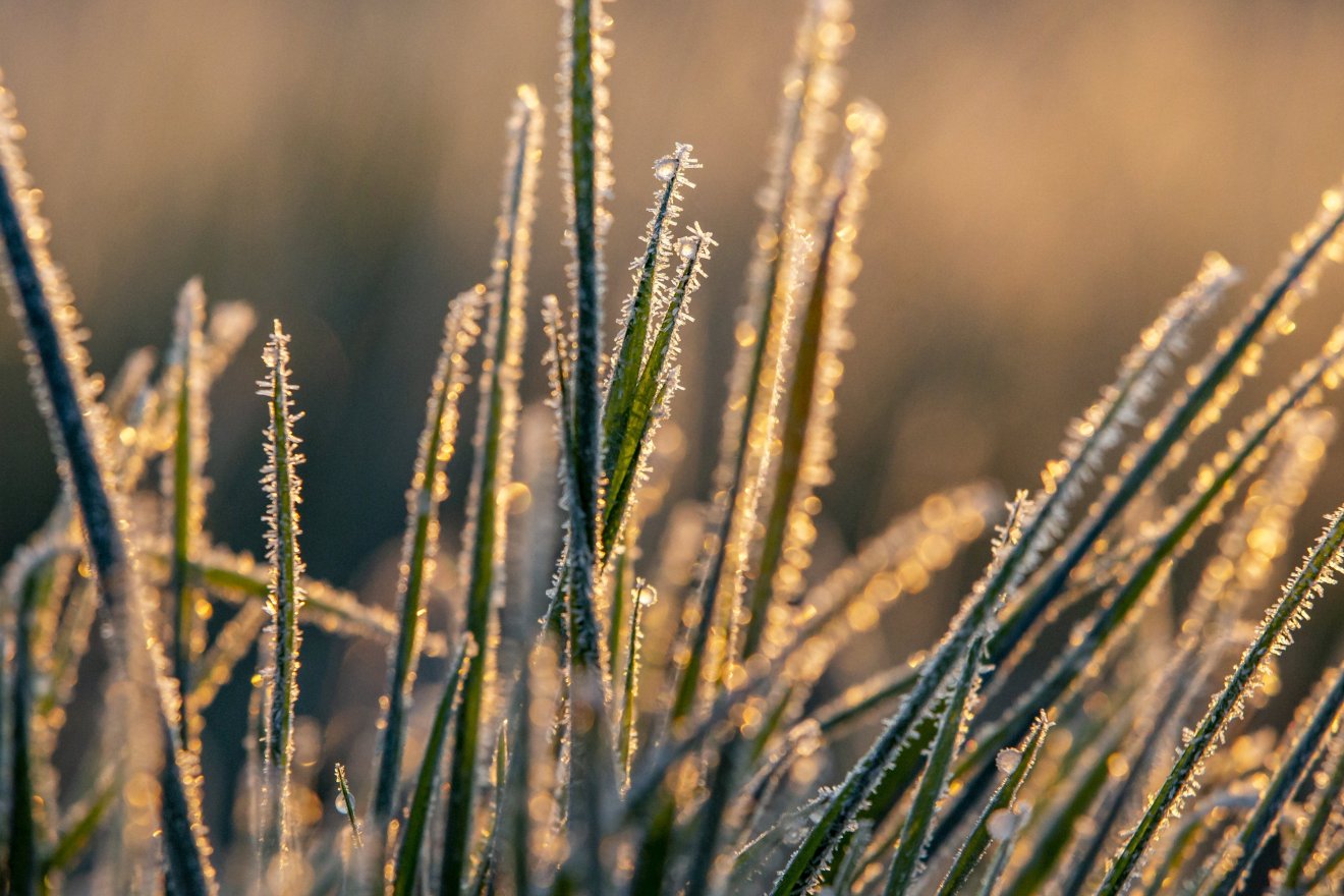 Április végi fagy Csíkszeredában