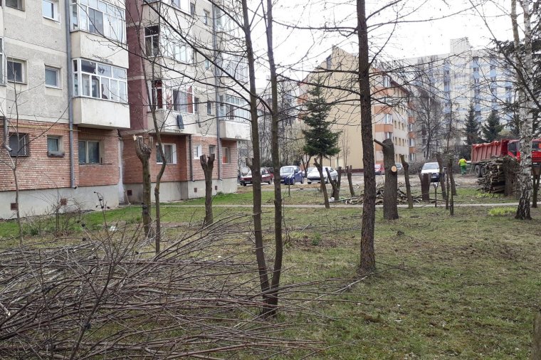 Következménye van annak, ha metszés címén lakóövezeti fákat csonkítanak meg