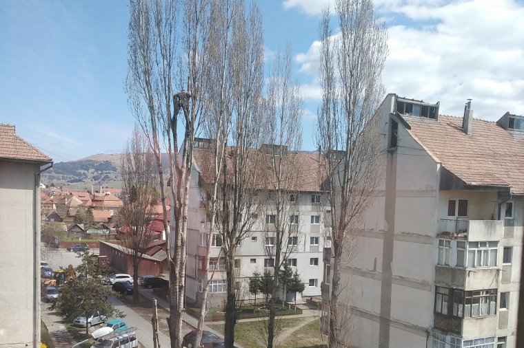 Öreg, beteg fákat vágnak ki Gyergyószentmiklóson