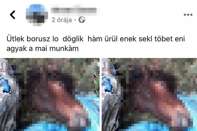 Egy ló leterítésével hencegett – felháborodott az internet népe