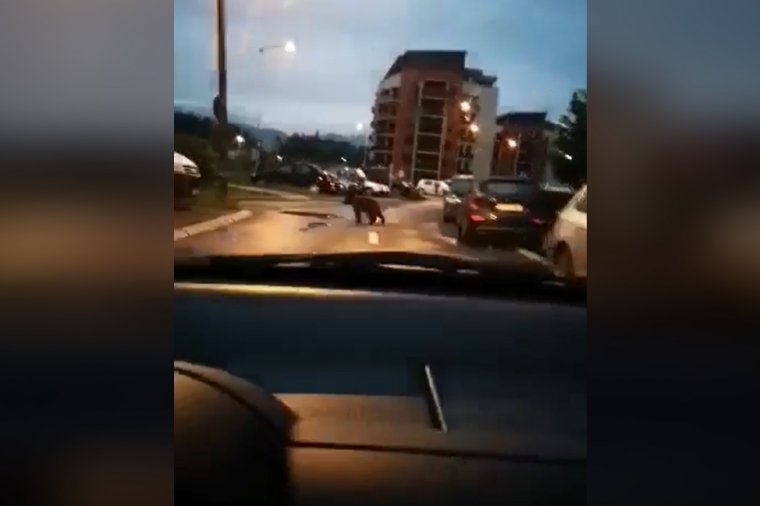 Medve járkált Csíkszereda utcáin