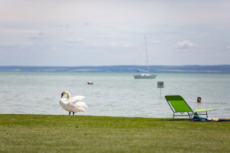 Ne etessék a strandolók, kirándulók a vízimadarakat, árthatnak az állatoknak – figyelmeztetnek madárvédelmi szakemberek