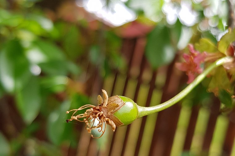 Rányomja a bélyegét a növények fejlődésére a meglehetősen hideg tavaszi időjárás