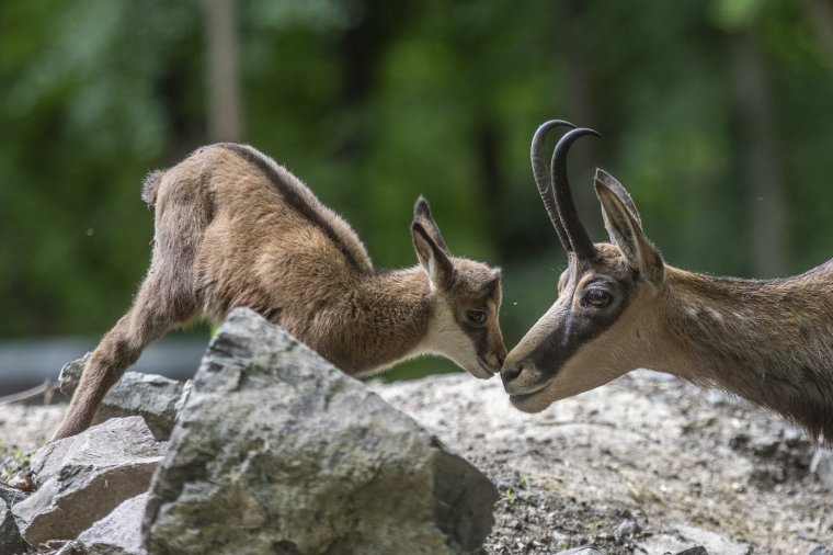 A juhászkutyák és a vadászok is veszélyt jelentenek a zergeállományra