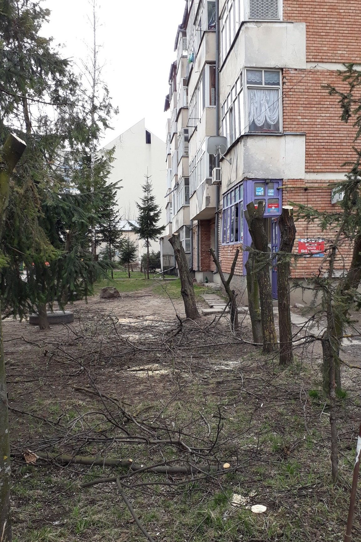 Fametszés címén elkövetett facsonkítás a csíkszeredai Szív utcában •  Fotó: Hargita Megyei Környezetőrség