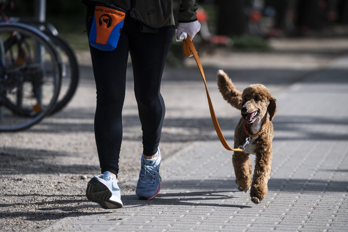 A szakember felelős kutyatartásra hívja fel a figyelmet. Ezzel sok kellemetlenség megelőzhető. Képünk illusztráció &bullet;  Fotó: Mónus Márton/MTI