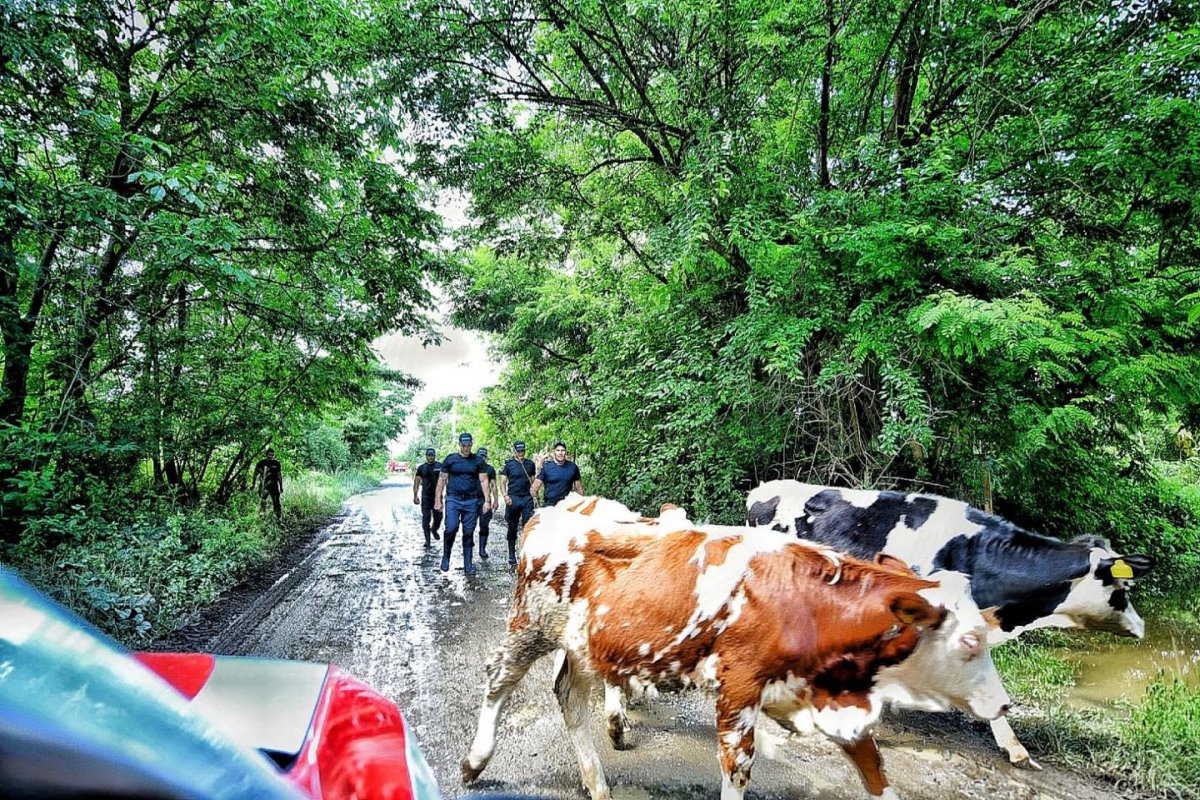 •  Fotó: Temes megyei tűzoltóság