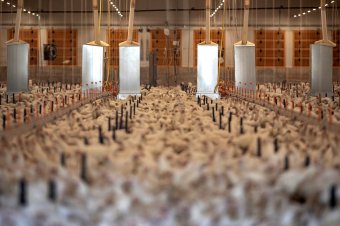 Beütött a szalmonella, több ezer tyúkot leölnek egy erdélyi farmon