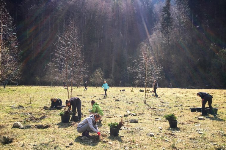 Mobilapplikáció segít a tölgyek ültetésében