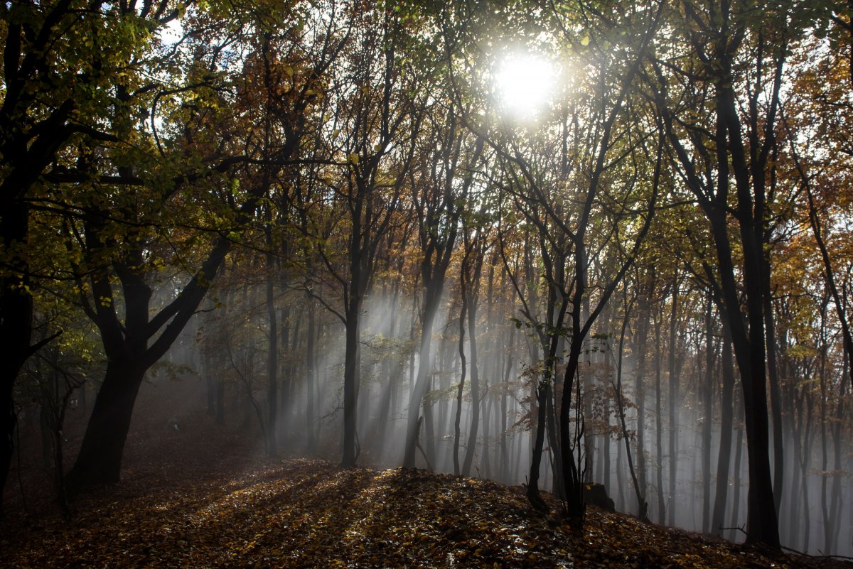 •  Fotó: MTI/Komka Péter