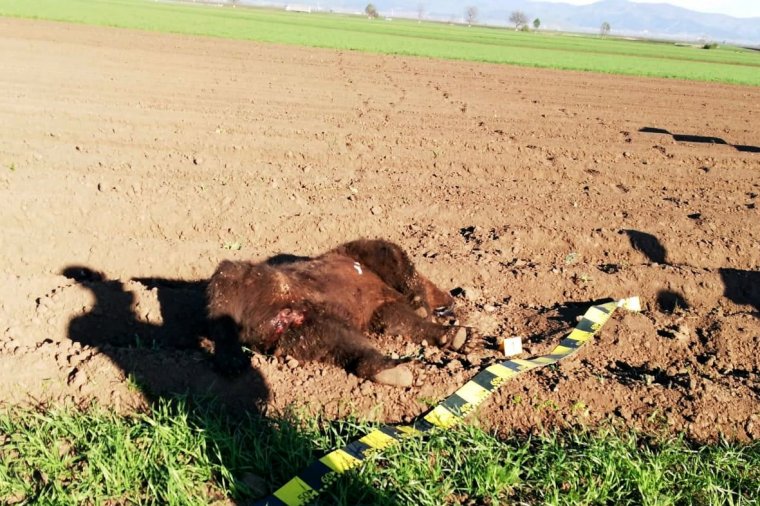 Elpusztult medvét találtak